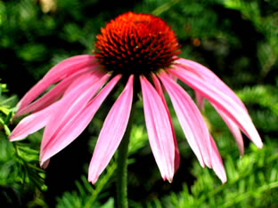 Echinacea 1072